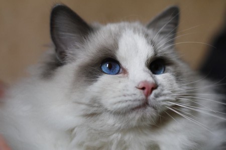 Delectamur Atreyu di Limelight